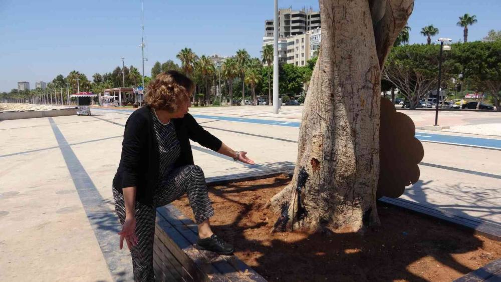 Mersin’de yarım asırlık ağacın kurutulmasına tepki