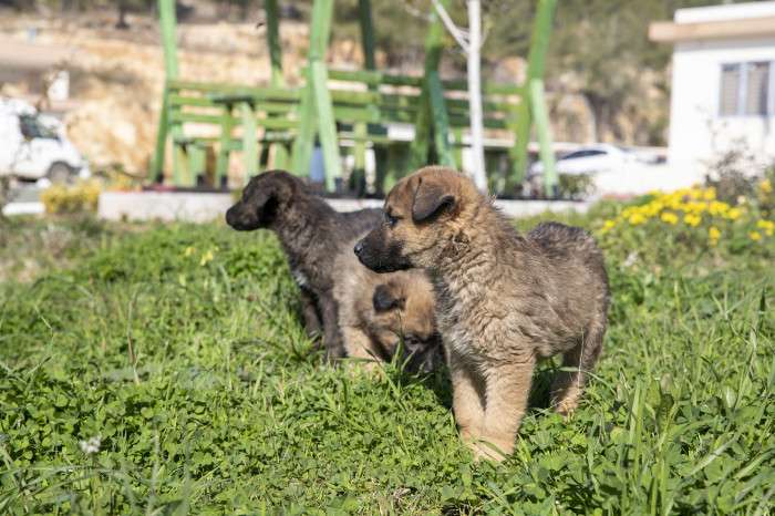 BÜYÜKŞEHİR, SAHİPSİZ CANLARI SICAK YUVALARINA KAVUŞTURUYOR