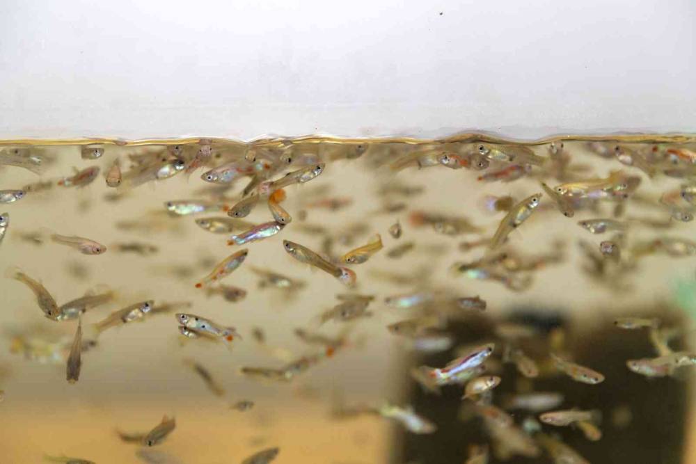 Sivrisinekle mücadele için 37 bin balık havuzlara bırakıldı 