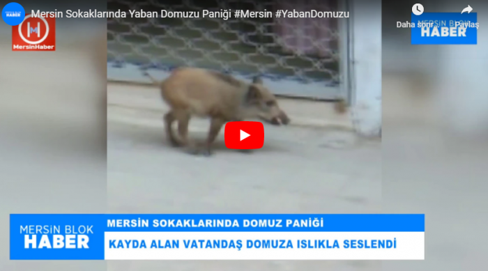 Mersin Sokaklarında Yaban Domuzu Paniği