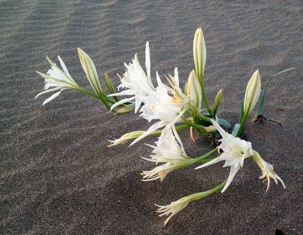 Erdemli Akdeniz’in Simgesi Kum Zambakları Koruma Altına alındı