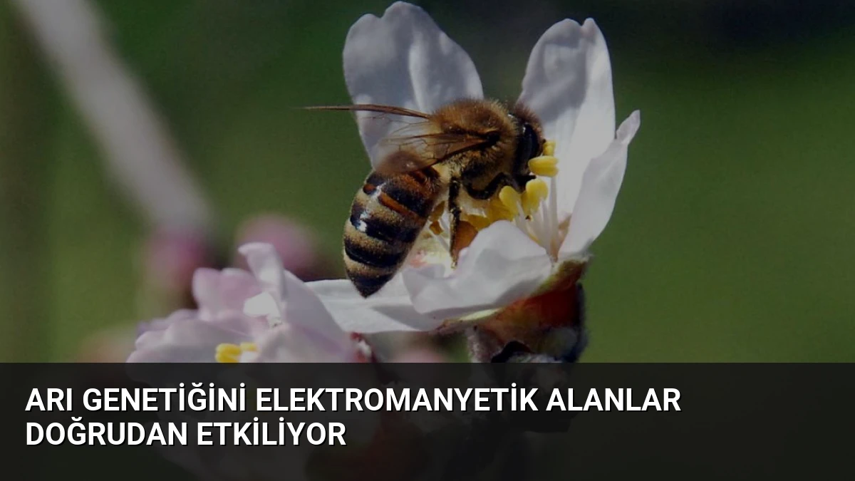 Arı Genetiğini Elektromanyetik Alanlar Doğrudan Etkiliyor
