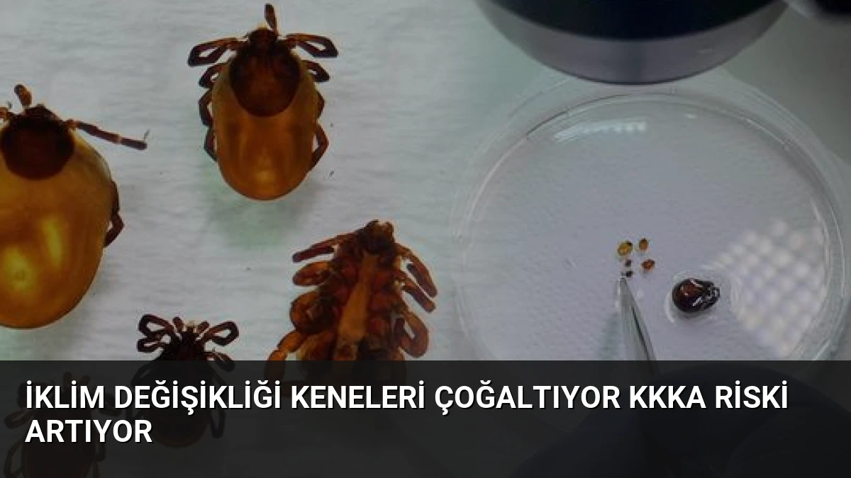 İklim Değişikliği Keneleri Çoğaltıyor KKKA Riski Artıyor