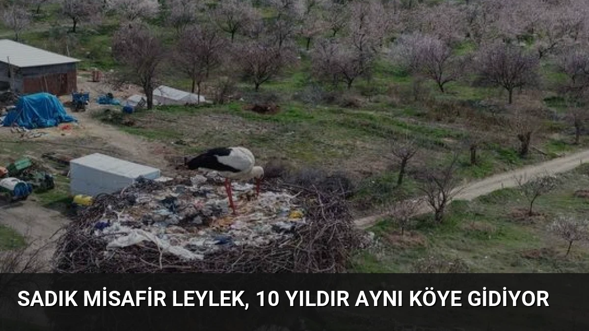 Sadık misafir leylek, 10 yıldır aynı köye gidiyor