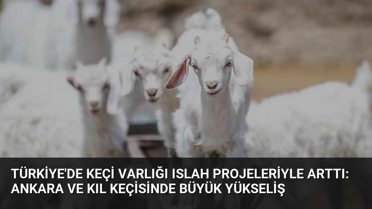 Türkiye’de Keçi Varlığı Islah Projeleriyle Arttı: Ankara ve Kıl Keçisinde Büyük Yükseliş