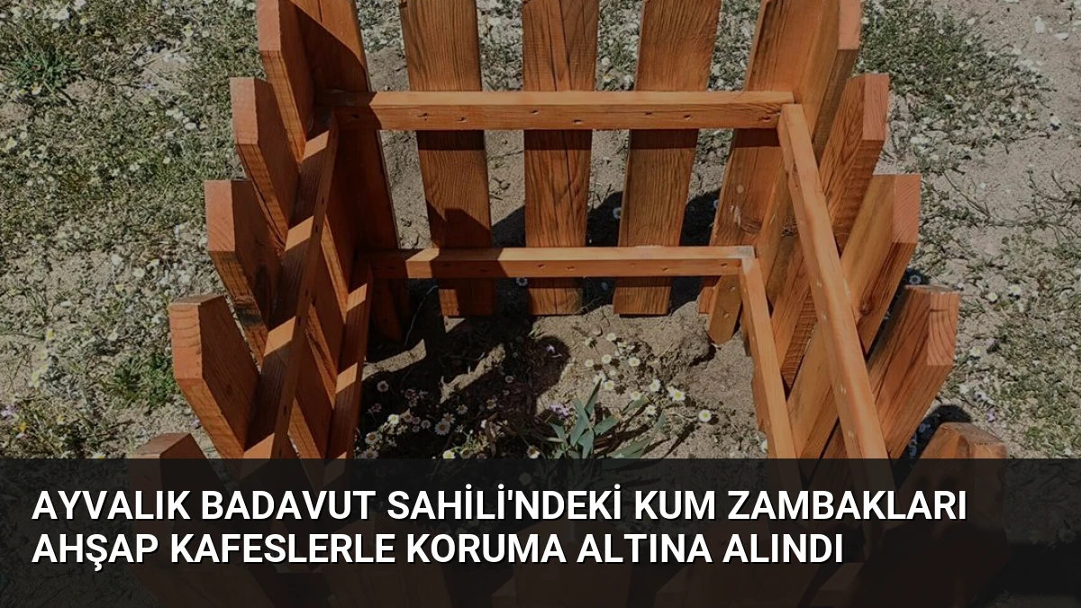 Ayvalık Badavut Sahili’ndeki Kum Zambakları Ahşap Kafeslerle Koruma Altına Alındı