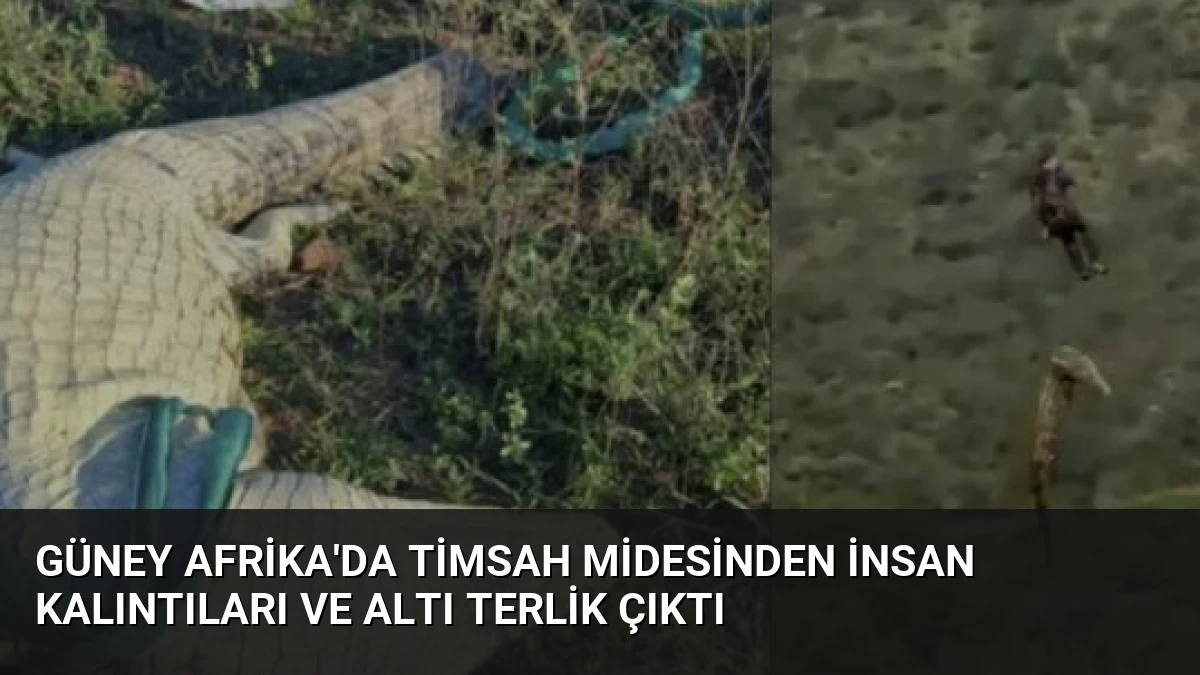 Güney Afrika’da Timsah Midesinden İnsan Kalıntıları ve Altı Terlik Çıktı