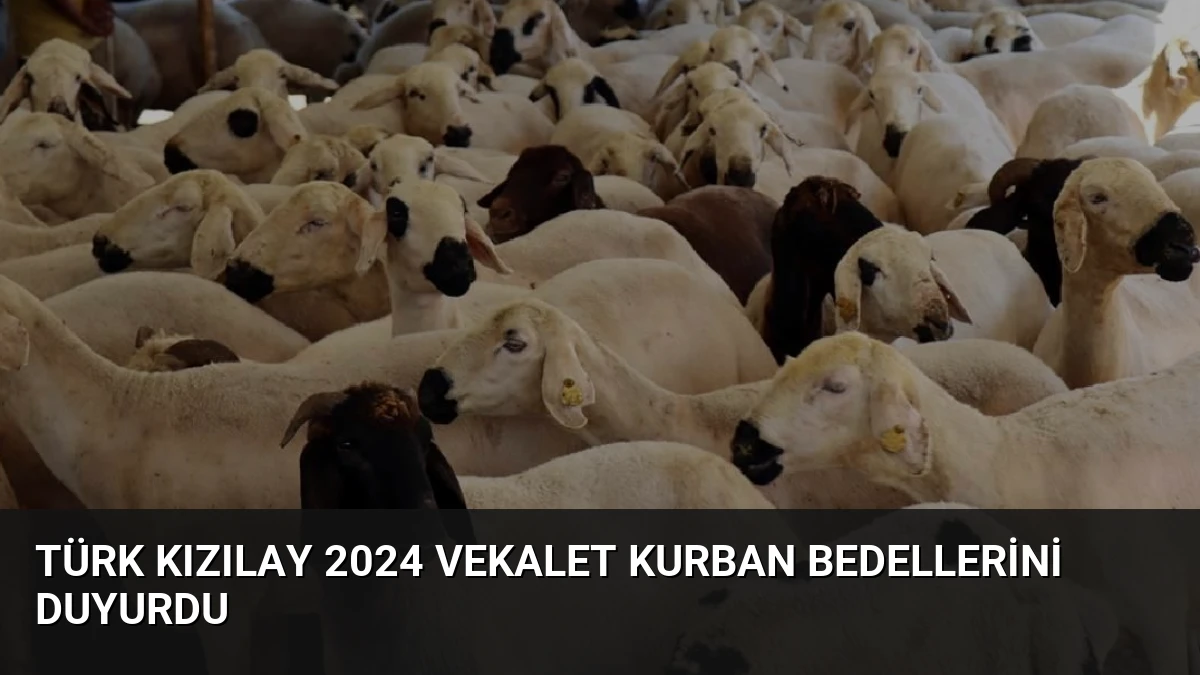 Türk Kızılay 2024 Vekalet Kurban Bedellerini Duyurdu
