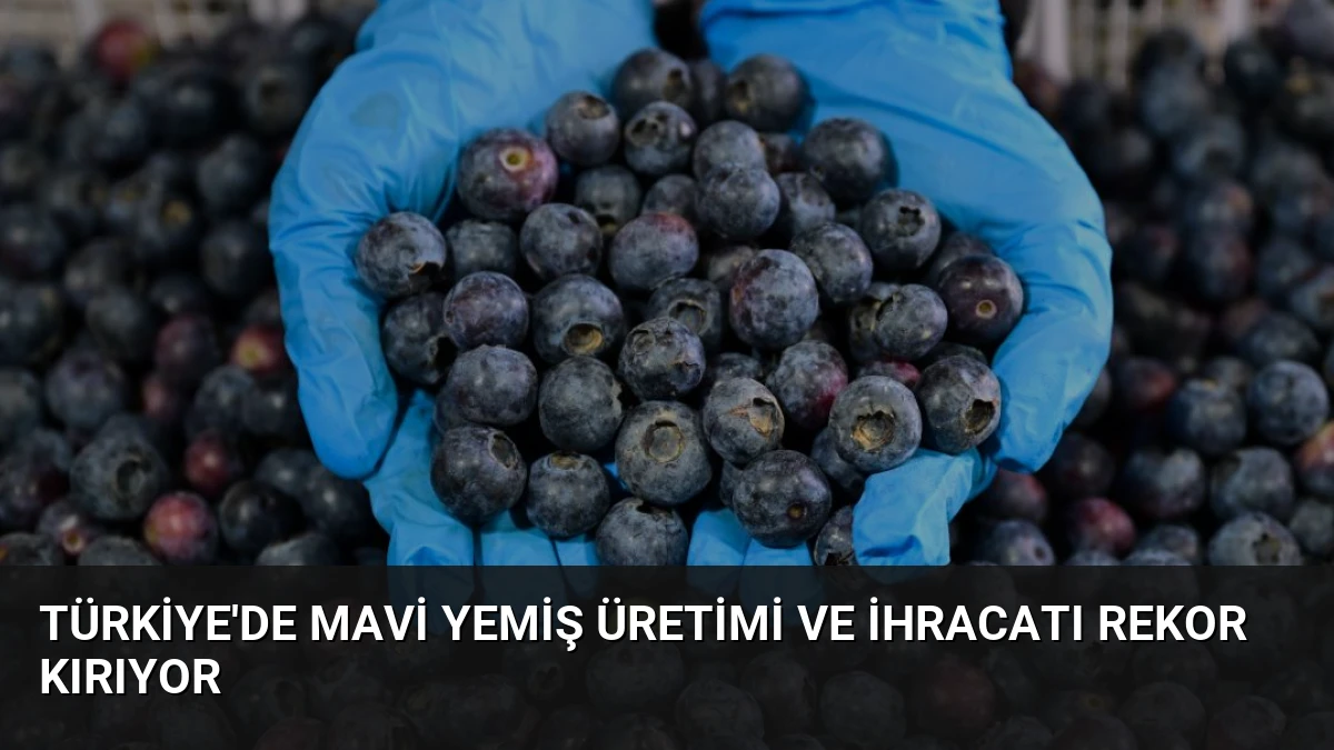 Türkiye’de Mavi Yemiş Üretimi ve İhracatı Rekor Kırıyor