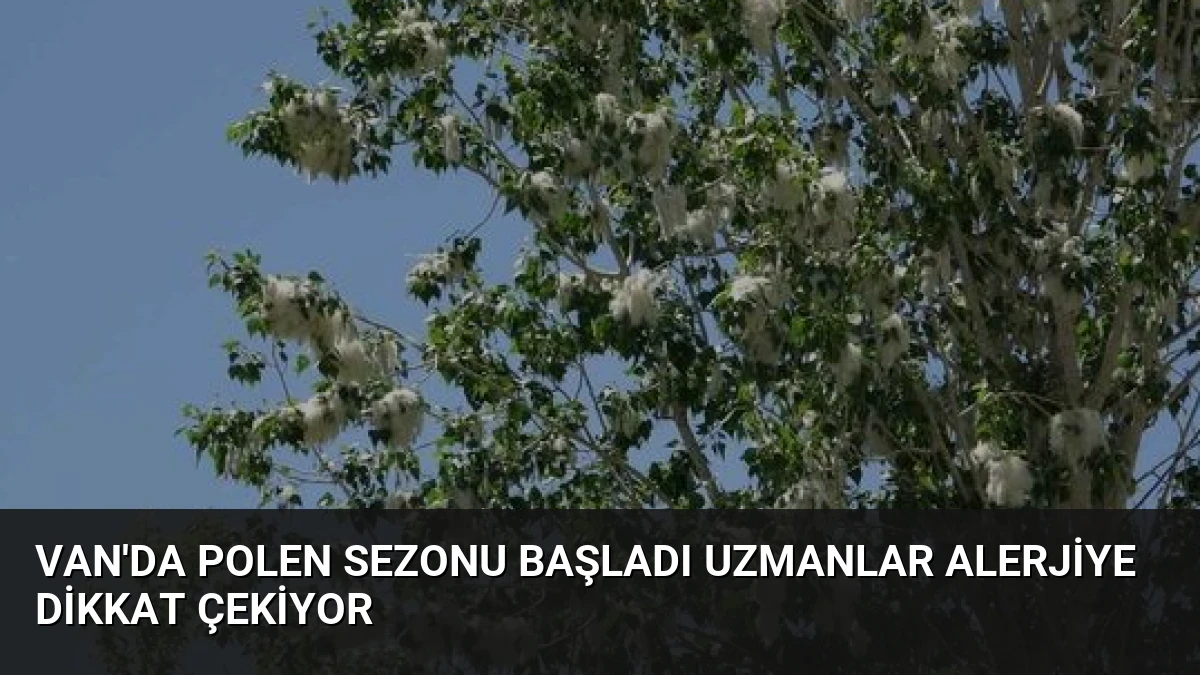 Van’da Polen Sezonu Başladı Uzmanlar Alerjiye Dikkat Çekiyor