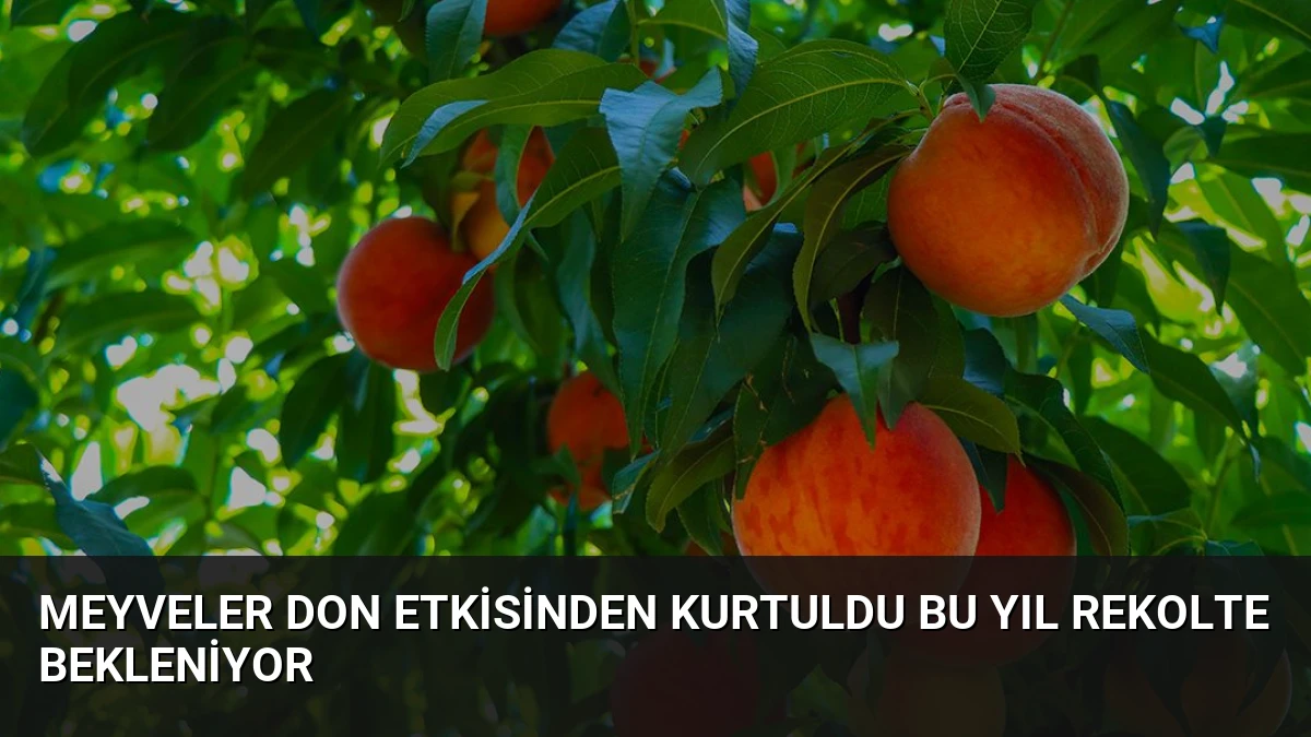 Meyveler Don Etkisinden Kurtuldu Bu Yıl Rekolte Bekleniyor