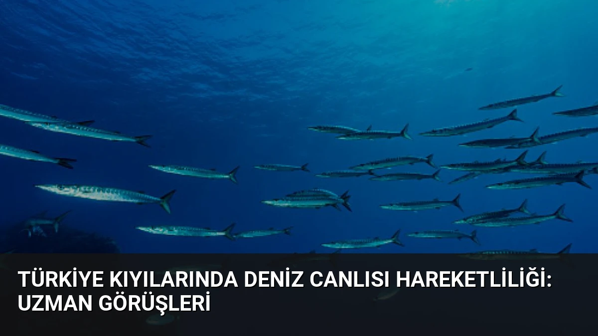 Türkiye Kıyılarında Deniz Canlısı Hareketliliği: Uzman Görüşleri