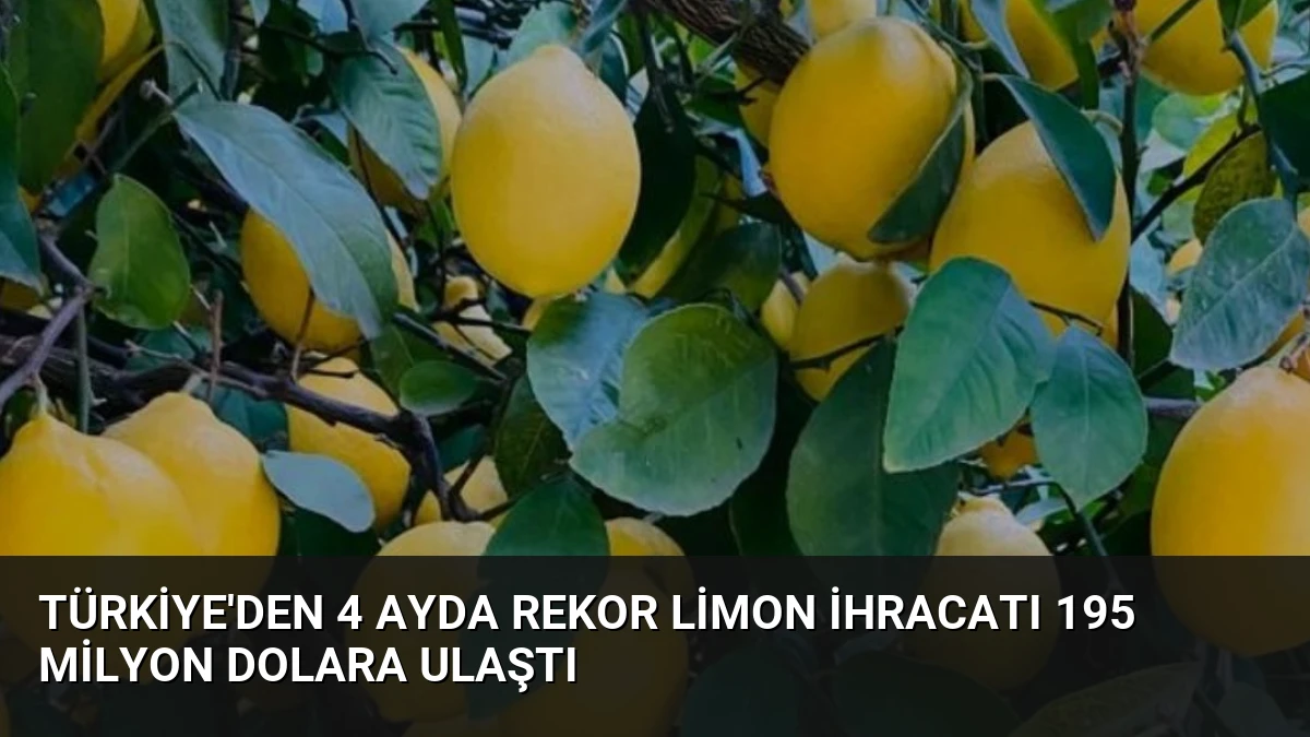 Türkiye’den 4 Ayda Rekor Limon İhracatı 195 Milyon Dolara Ulaştı