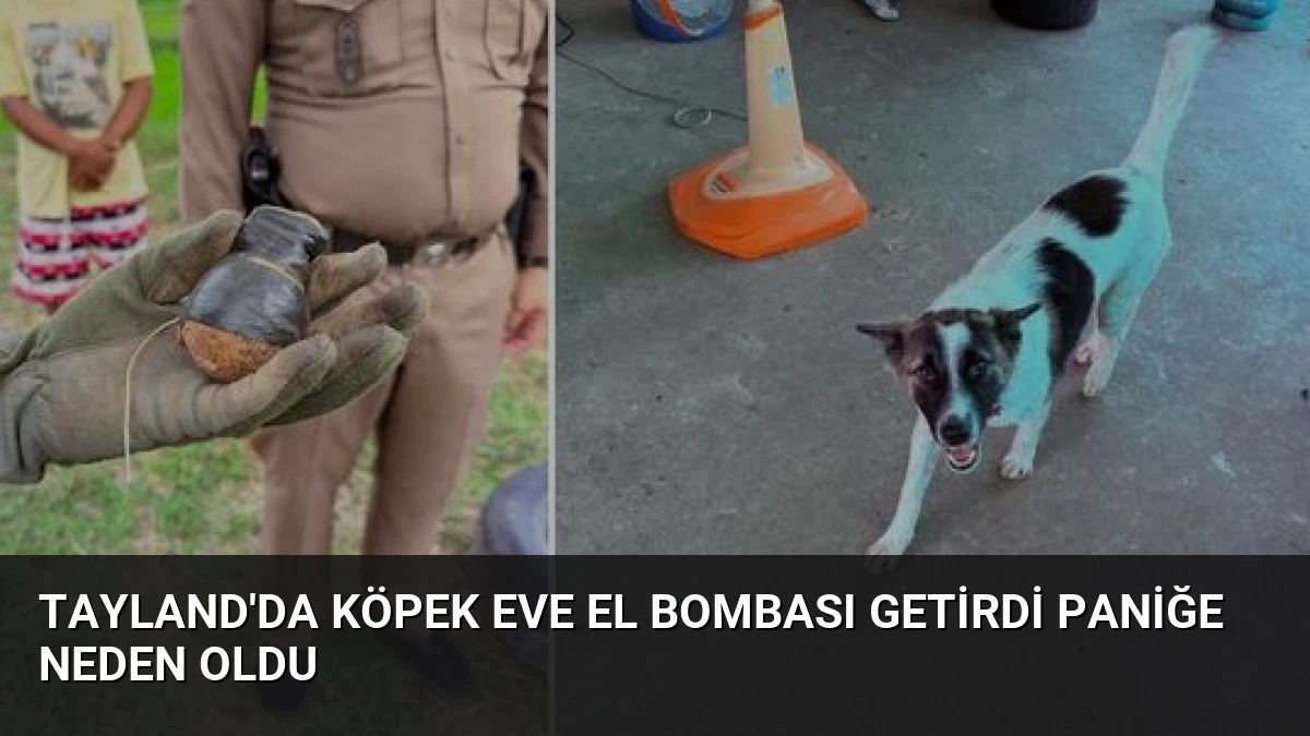 Tayland’da Köpek Eve El Bombası Getirdi Paniğe Neden Oldu