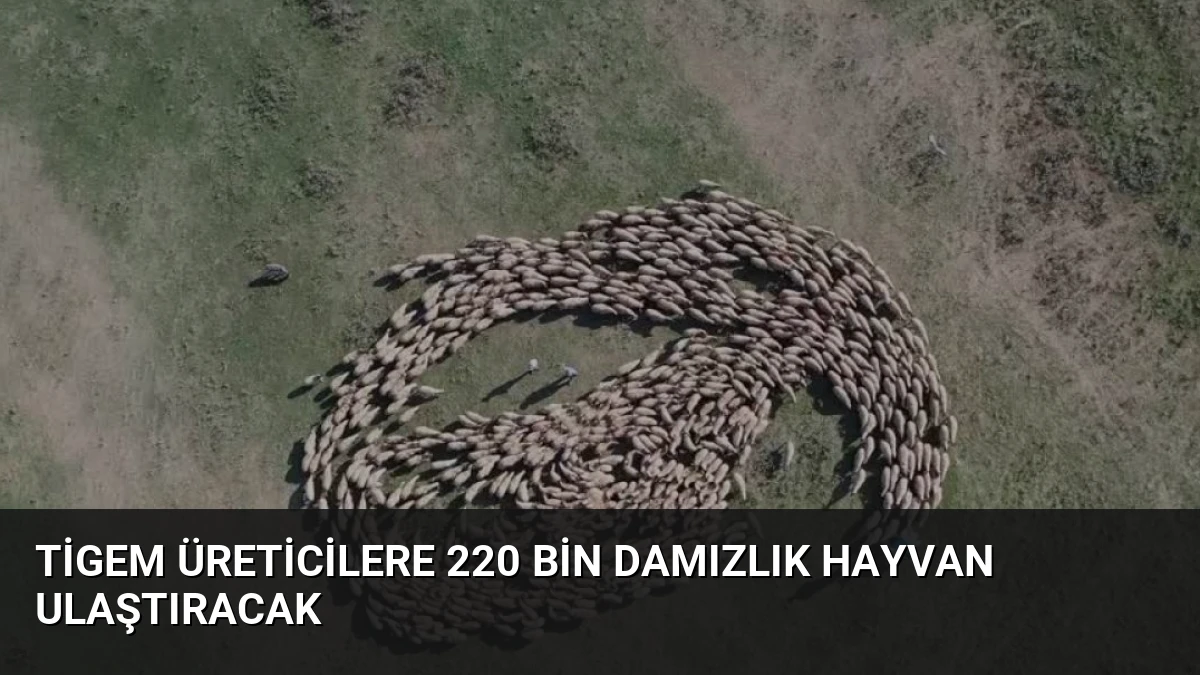 TİGEM Üreticilere 220 Bin Damızlık Hayvan Ulaştıracak