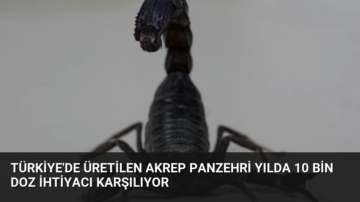 Türkiye’de Üretilen Akrep Panzehri Yılda 10 Bin Doz İhtiyacı Karşılıyor